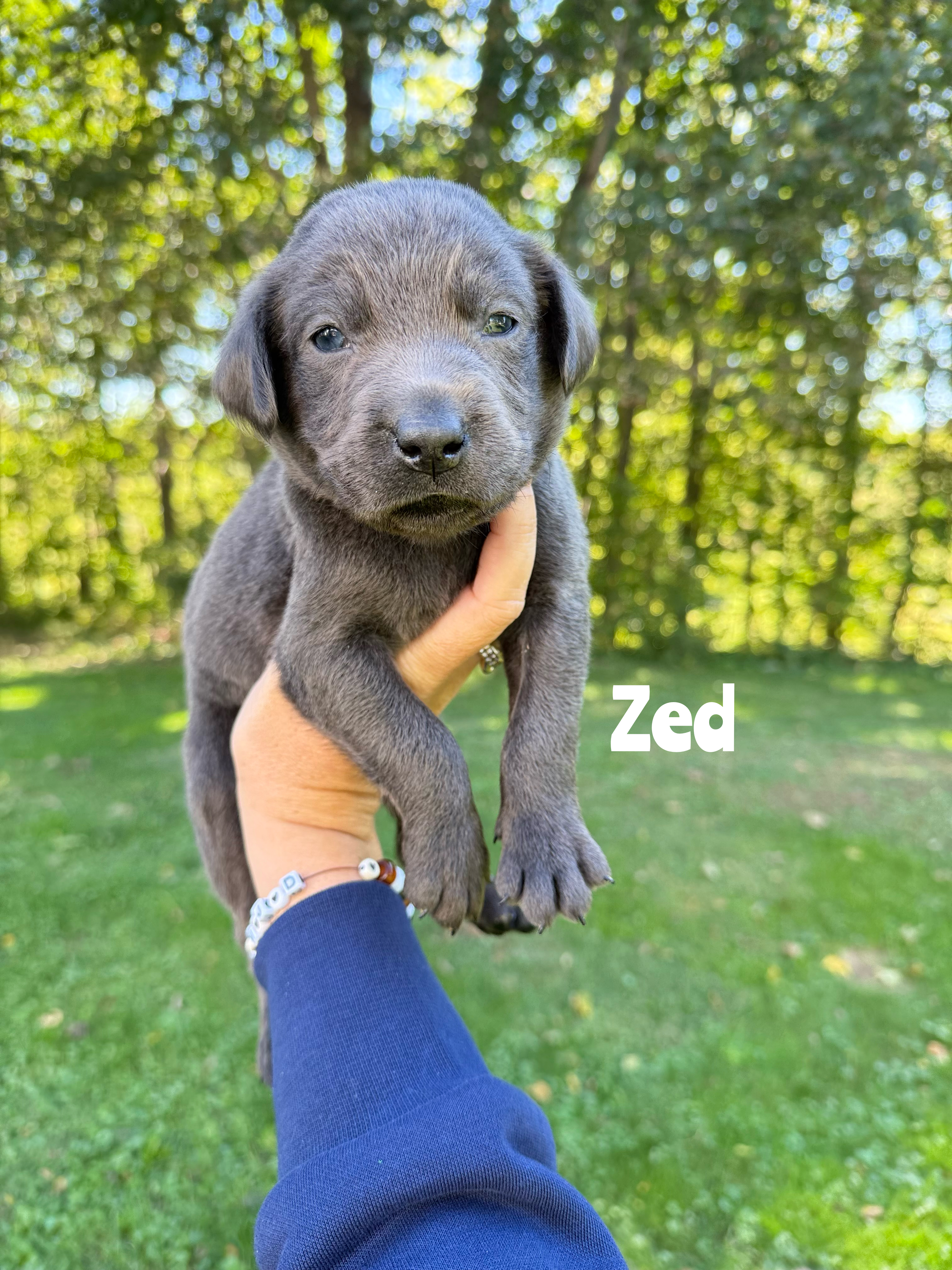 Zed 1